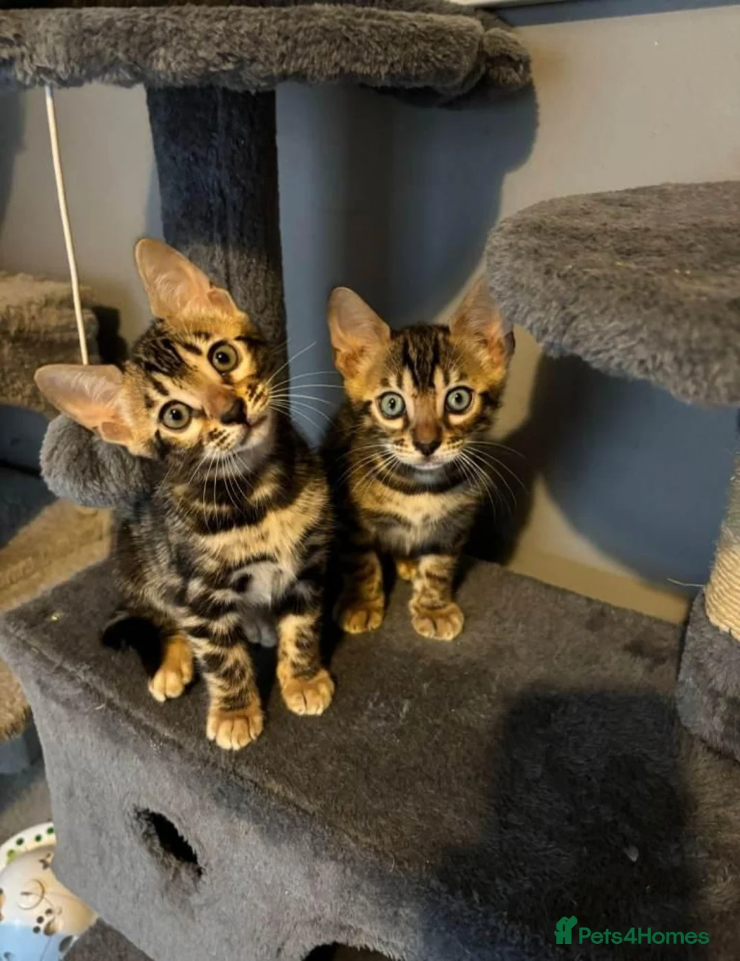 Bengal cats for sale: Bengal kittens for sale  in London - Advert 7