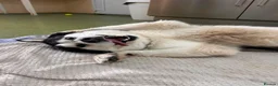 Alaskan Malamute dogs for adoption: Nymeria - Advert 1
