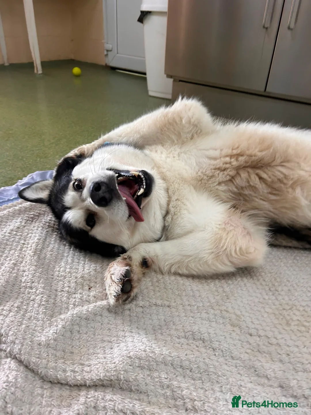 Alaskan Malamute dogs for adoption: Nymeria - Advert 1