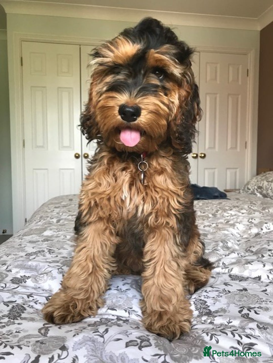 Cockapoo dogs for sale: Welcome to Cotswold Cavapoos and Cockapoos - Advert 23