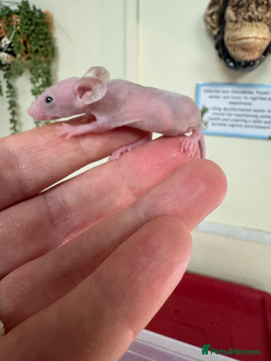 Mouse rodents for sale: Naked mice for sale  - Advert 2