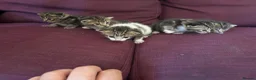 Mixed Breed cats for sale: 12 kittens available - Advert 26