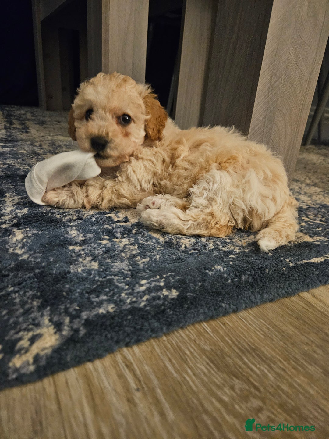 Poochon dogs for sale: 1 girl left!! Poochon pups ready to leave. - Advert 4