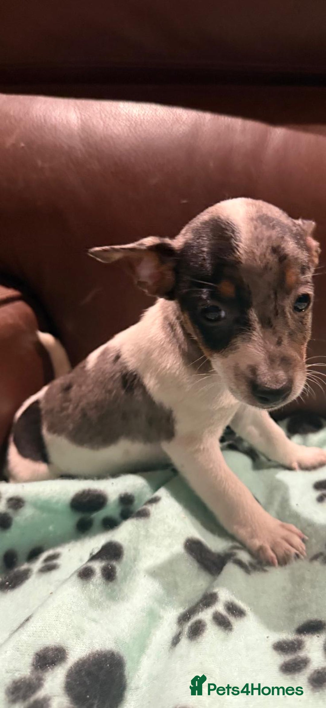 Jack Russell dogs for sale: Jack russell  - Advert 9