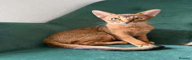 Abyssinian Kitten 2