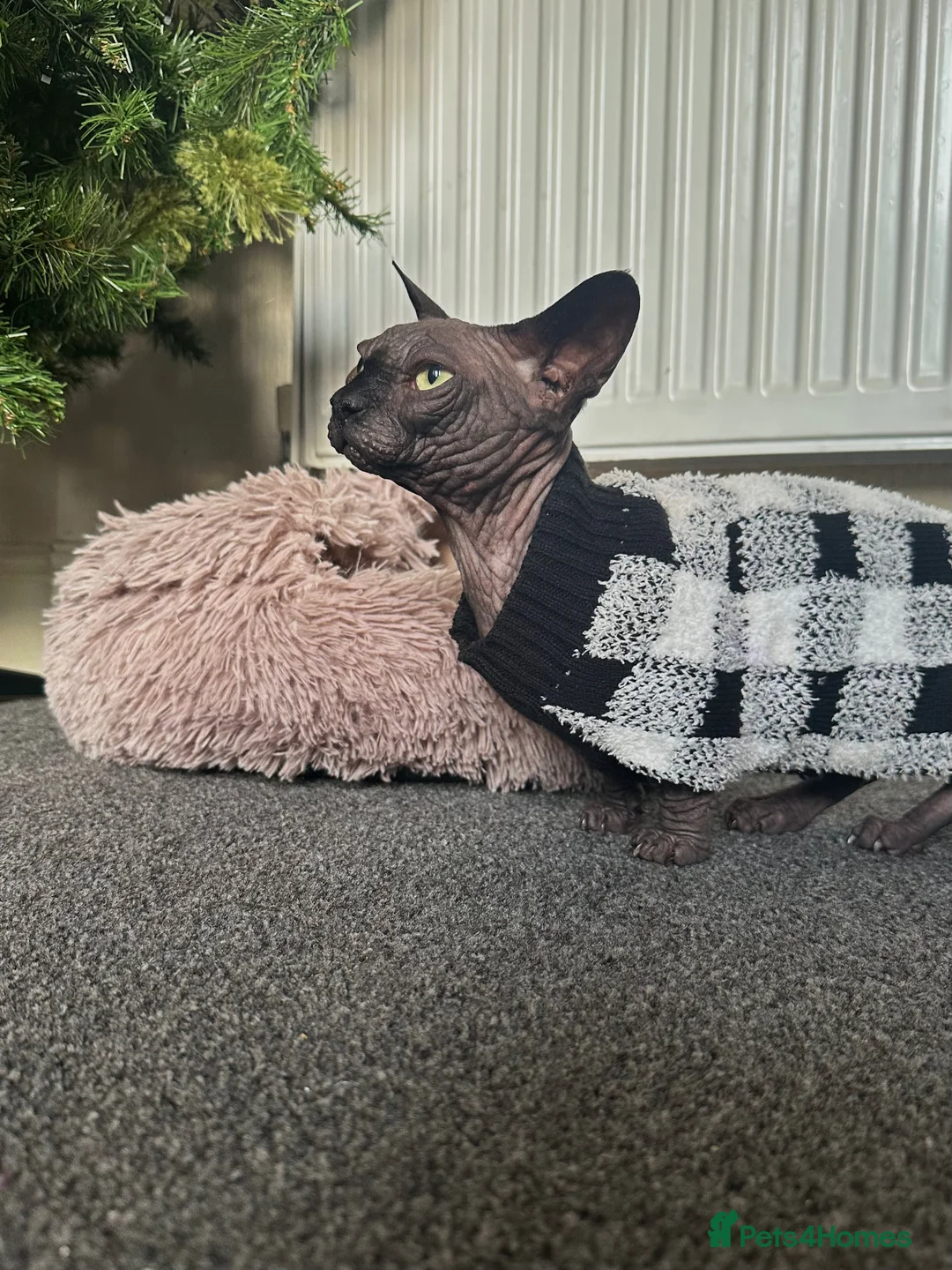 Sphynx cats for stud: Proven TICA reg Bambino Sphynx for stud  - Advert 6