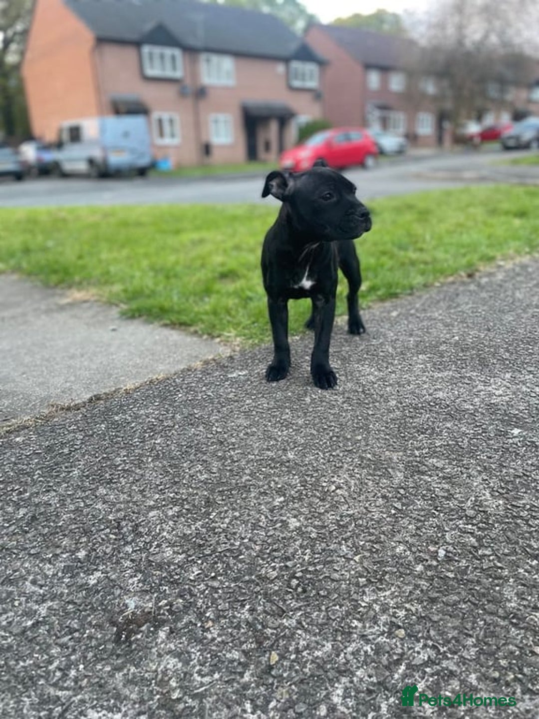 Staffordshire Bull Terrier dogs for sale: 5 month old female staffie  - Advert 7