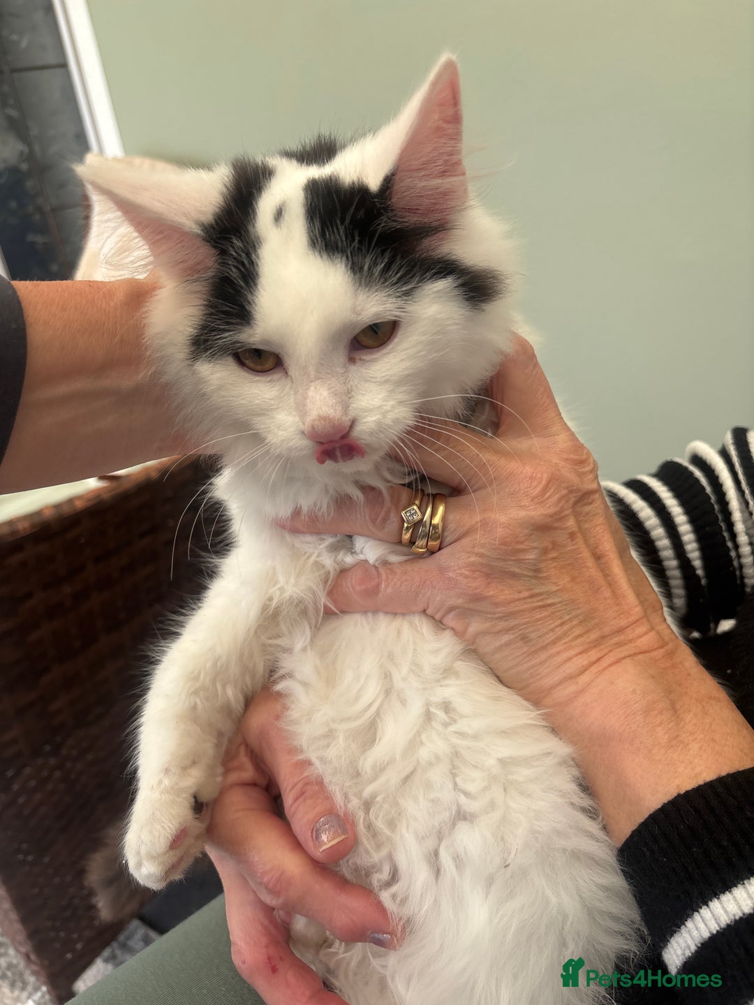 Mixed Breed cats for sale: 2 males 1 female - Image 4