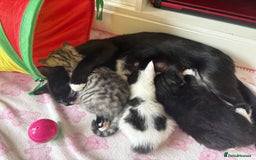 British Shorthair cats for sale: Female Kittens - Image 16
