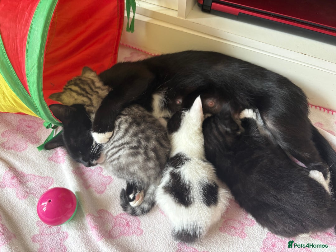 British Shorthair cats for sale: Female Kittens - Image 16