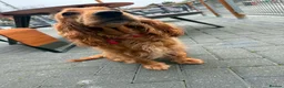 Cocker Spaniel dogs for sale: Gorgeous Show Type Cocker Spaniel Puppies - Advert 14