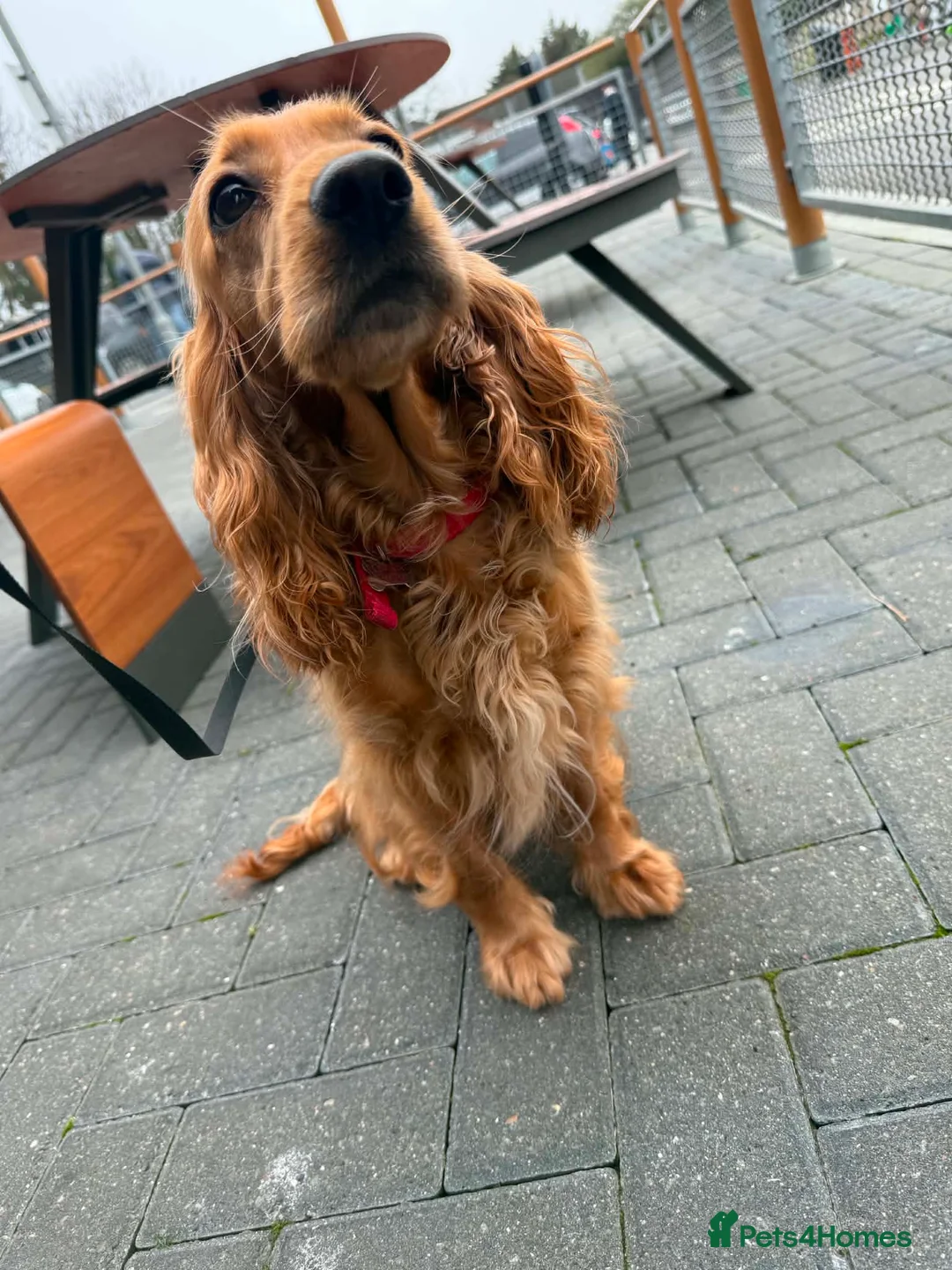 Cocker Spaniel dogs for sale: Gorgeous Show Type Cocker Spaniel Puppies - Advert 14