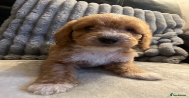 Cockapoo dogs Cockapoo puppies - DNA Health test clear  - Advert 8