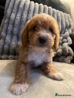 Cockapoo dogs Cockapoo puppies - DNA Health test clear - Advert 4