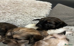 Mixed Breed dogs for sale: Adorable Cockerchons Fluffy, Low-Shed Wonders! - Image 33