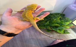 Bearded Dragon reptiles for sale: Bearded Dragon Babies INC RED MONSTERS - Image 10
