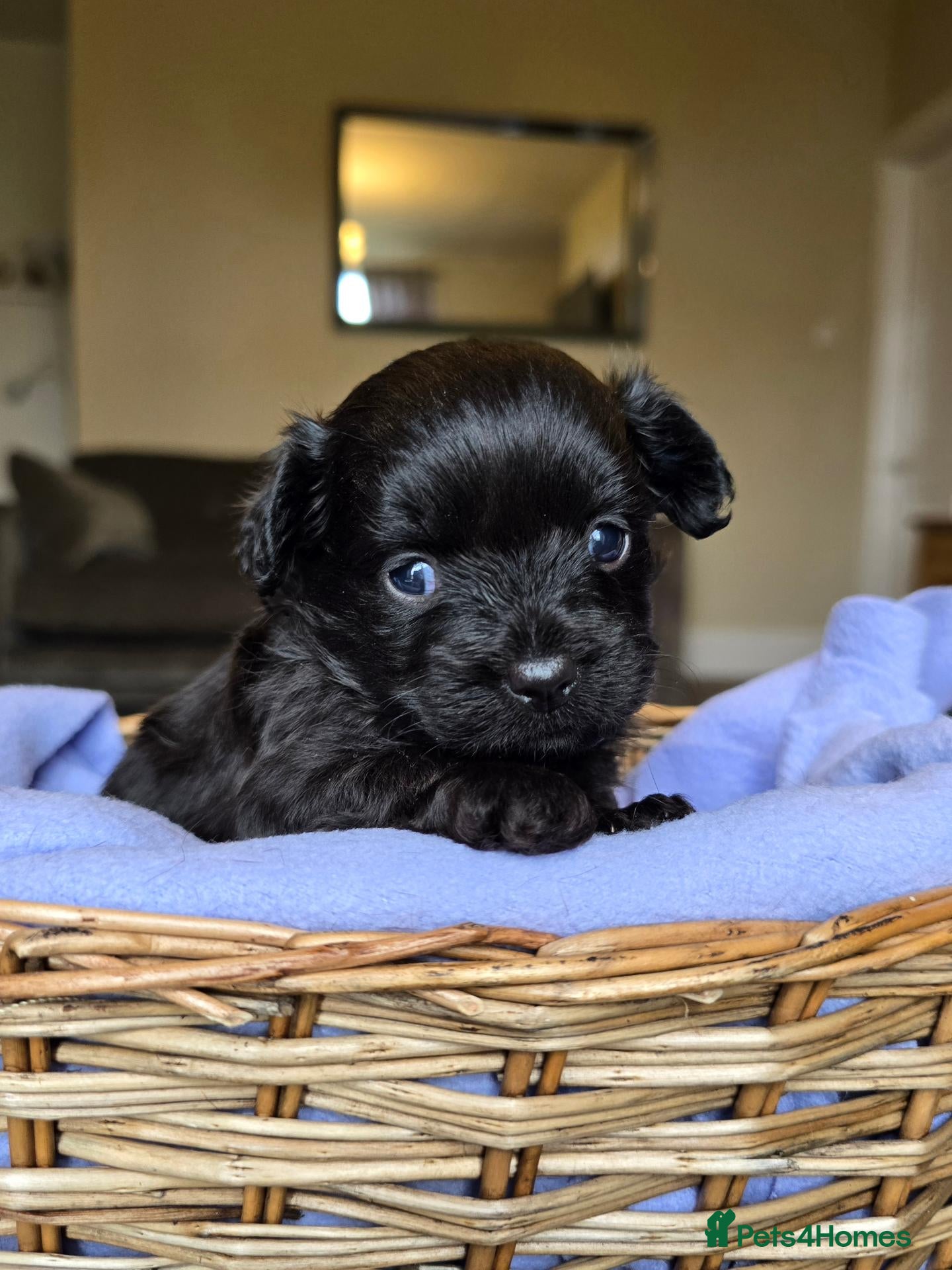Chipoo dogs 🩵 Beautiful tiny toy chipoo boys 🩵 - Advert 3