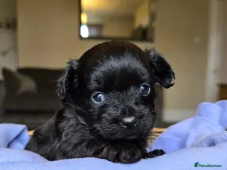 Chipoo dogs 🩵 Beautiful tiny toy chipoo boys 🩵 - Advert 3