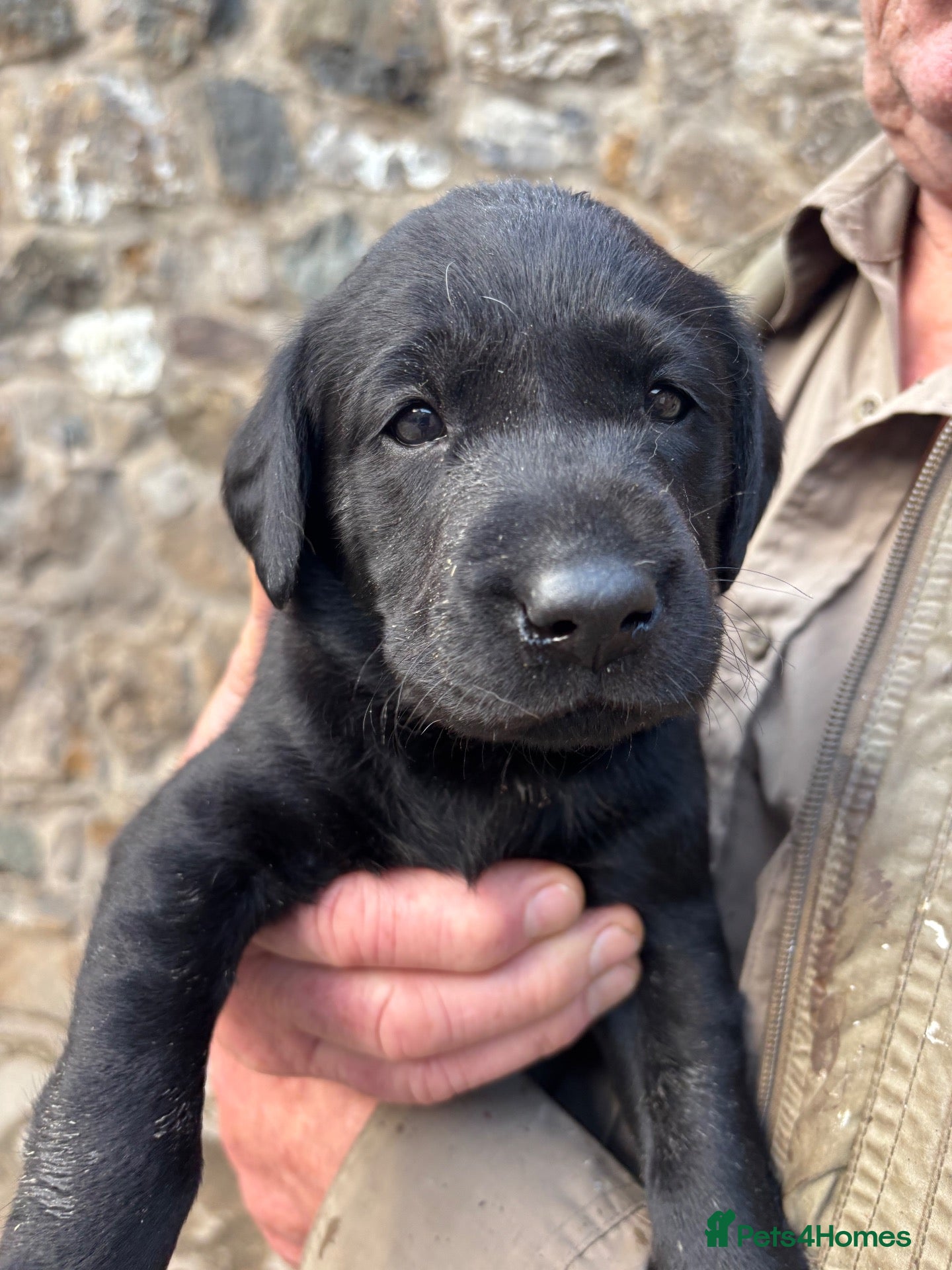 Labrador Retriever dogs Beautiful Chunky Homebred Labrador puppies - Advert 1