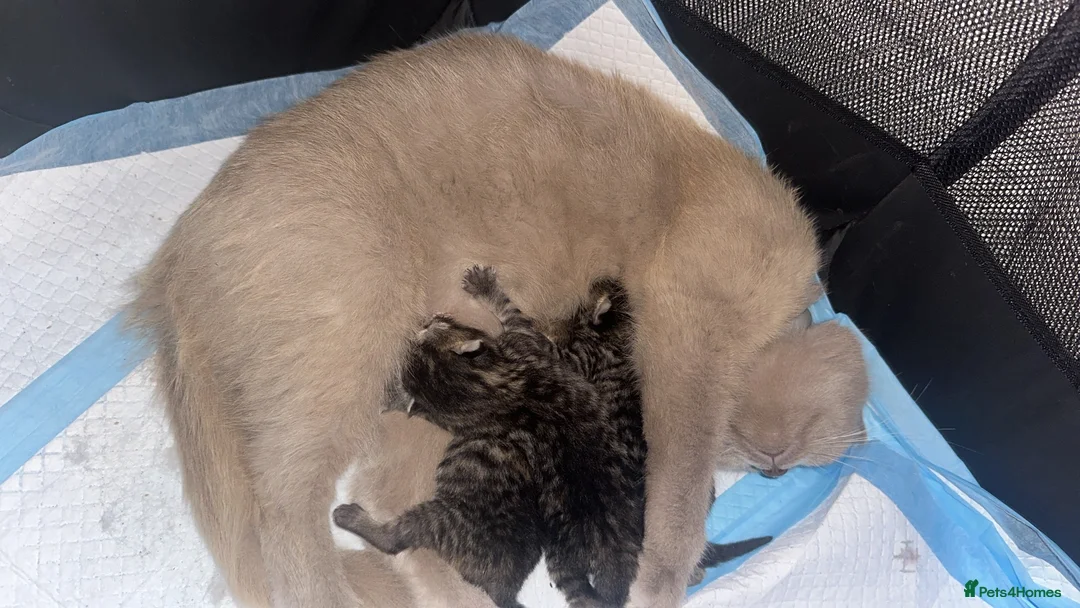 British Shorthair cats for sale: British short hair mix  in Romford - Advert 15
