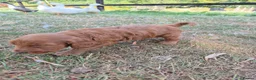 Cockapoo dogs for sale: F1 Cockapoo Puppies - Advert 17