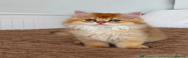 British Longhair 1