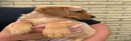 Goldador dogs for sale: Goldador puppies  - Advert 8