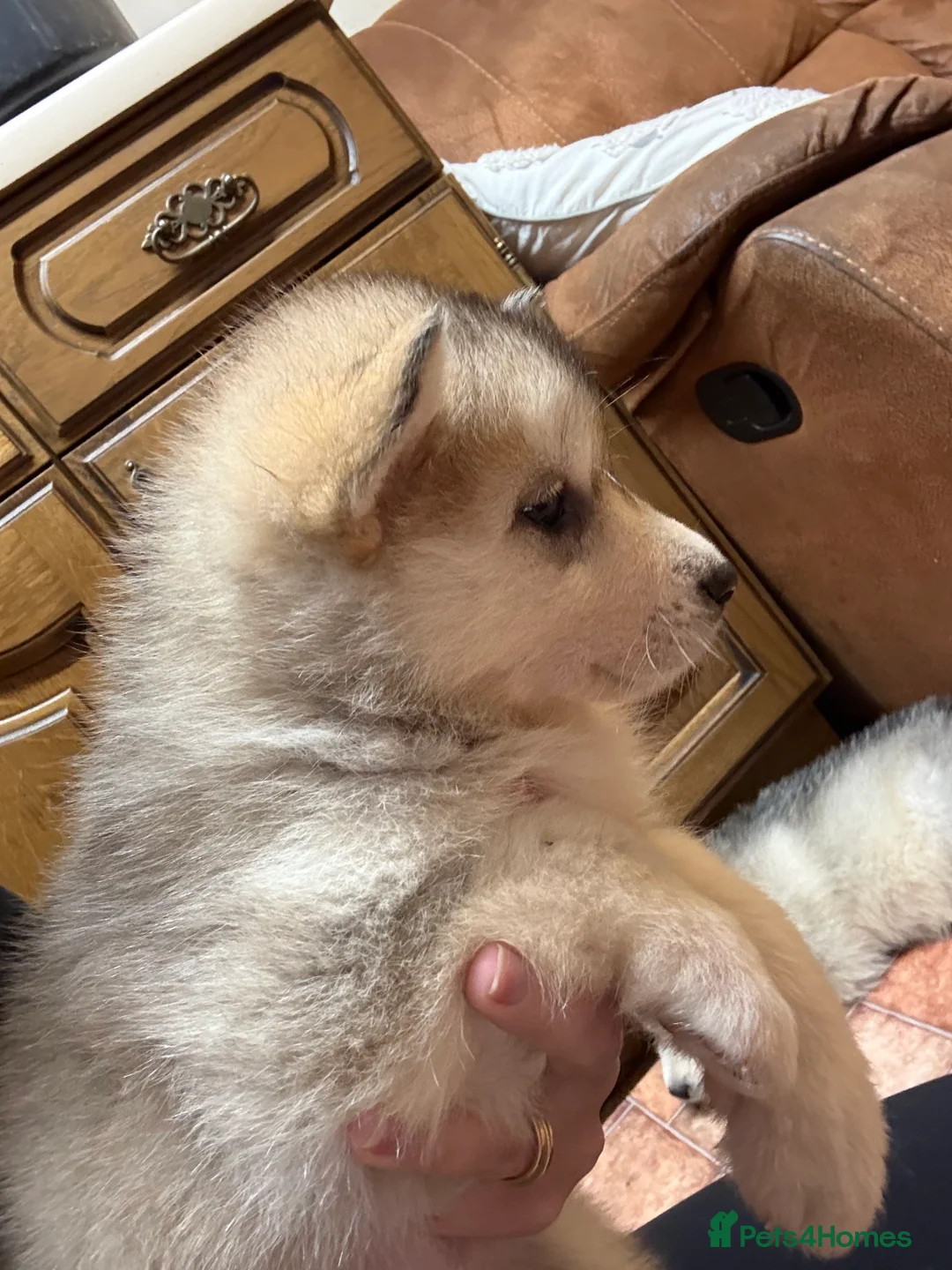 Alaskan Malamute dogs for sale: K.C registered Quality Alaskan Malamute puppies - Advert 20