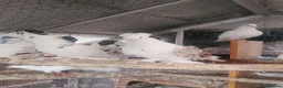 Pigeons birds for sale: Pigeon for sale - Advert 15