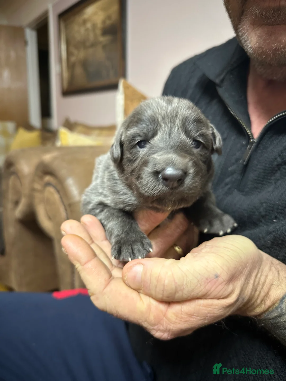 German Shepherd dogs for sale: Beautiful Blue and Black GSD puppies - Advert 8