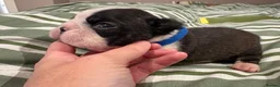 Boston Terrier dogs for sale: Kc reg Boston terriers - 1 stunning girl available - Advert 23