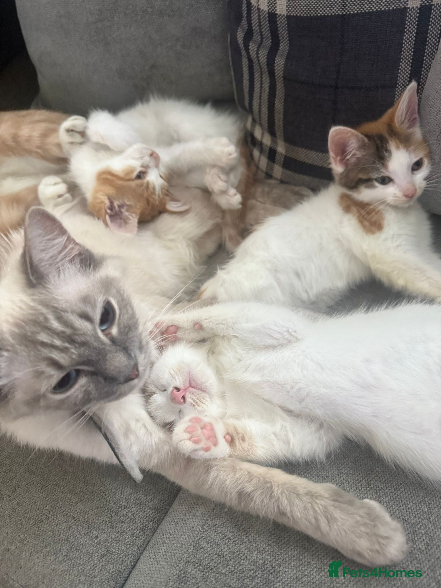 Mixed Breed cats *reduced quick sale needed*beautiful mixed ragdoll - Advert 9