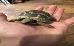 Hermann Tortoise reptiles for sale: 9 month old Herman’s Tortoise  - Image 3