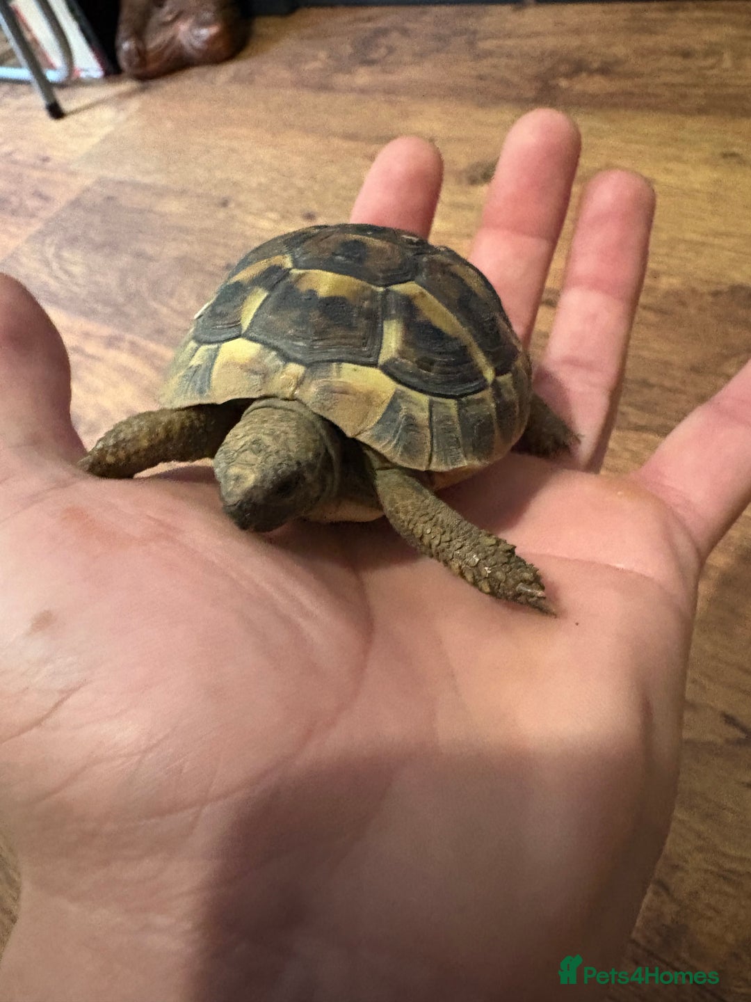 Hermann Tortoise reptiles for sale: 9 month old Herman’s Tortoise  - Image 3