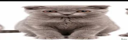 Scottish Fold cats for sale: £400  !!TICA /  Scottish fold MALE - Advert 3