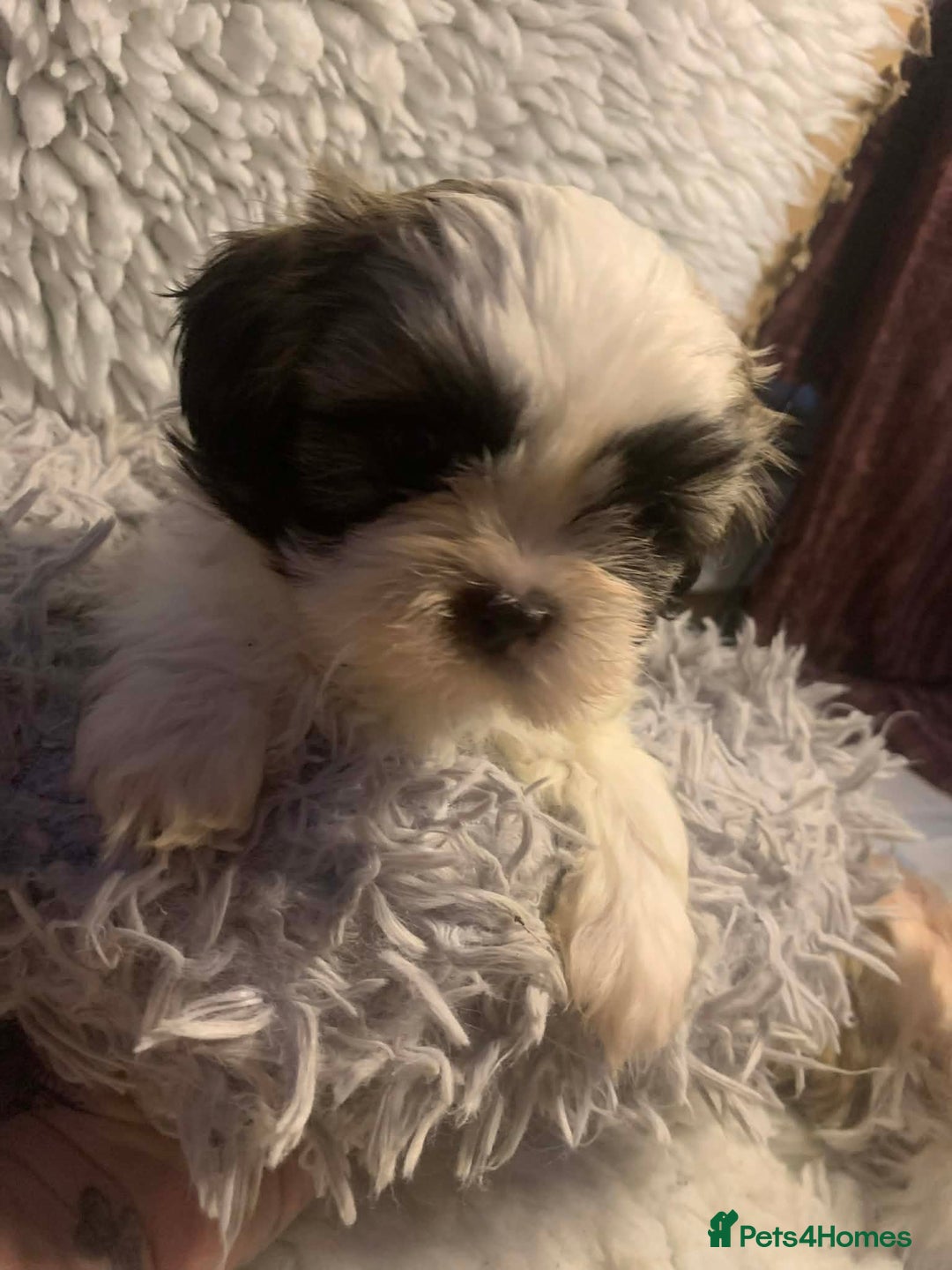 Shih Tzu dogs for sale: Shih Tzu puppies - pure!! - Advert 3