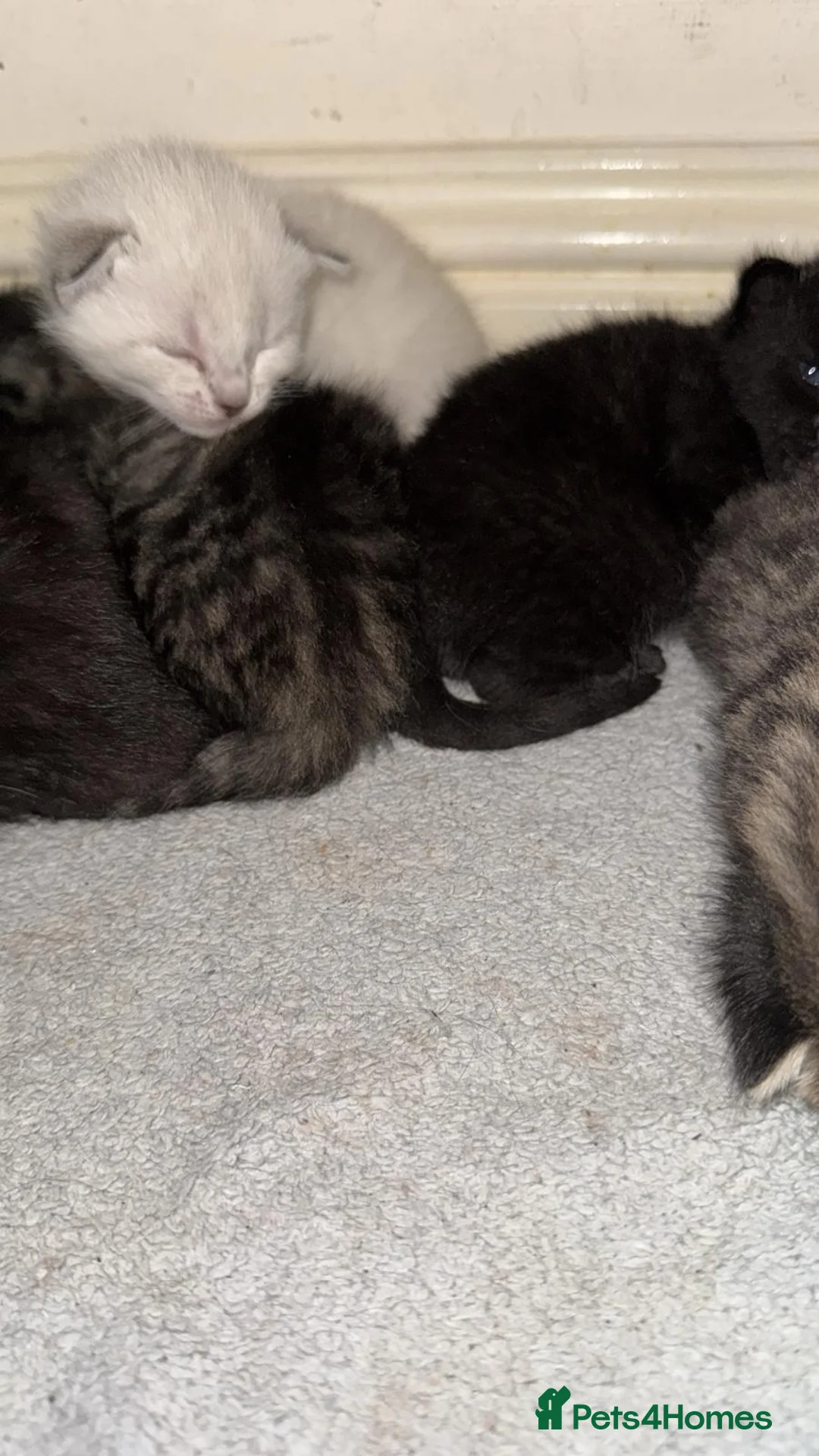 Bengal cats for sale: Cute Bengal Kitties - Advert 2