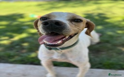 Mixed Breed dogs for adoption: ANJO  - Image 2
