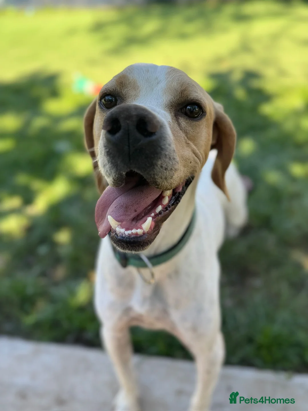 Mixed Breed dogs for adoption: ANJO  - Advert 2