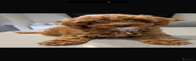 Cavapoo 1