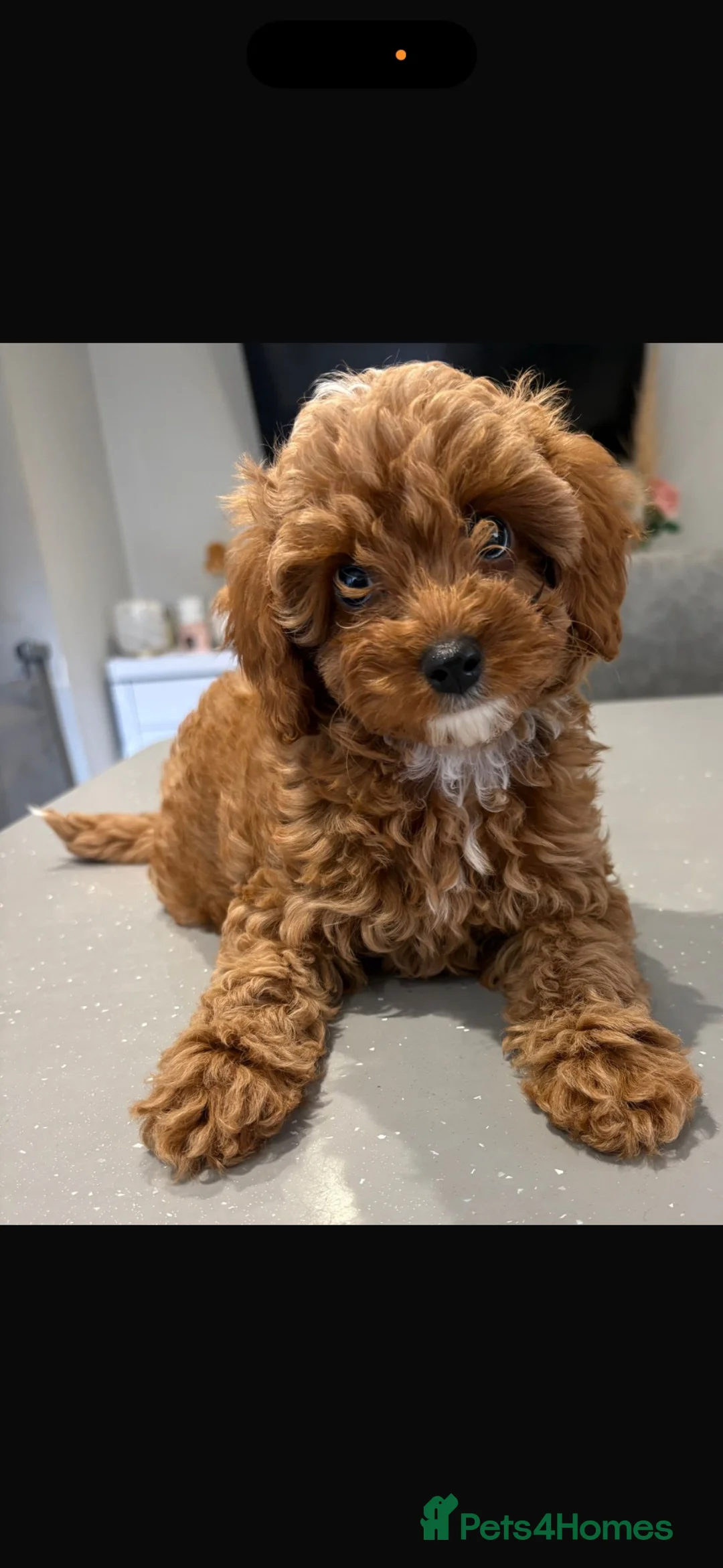 Cavapoo dogs for sale: DNA health tested & house trained Toy Cavapoo girl - Advert 1