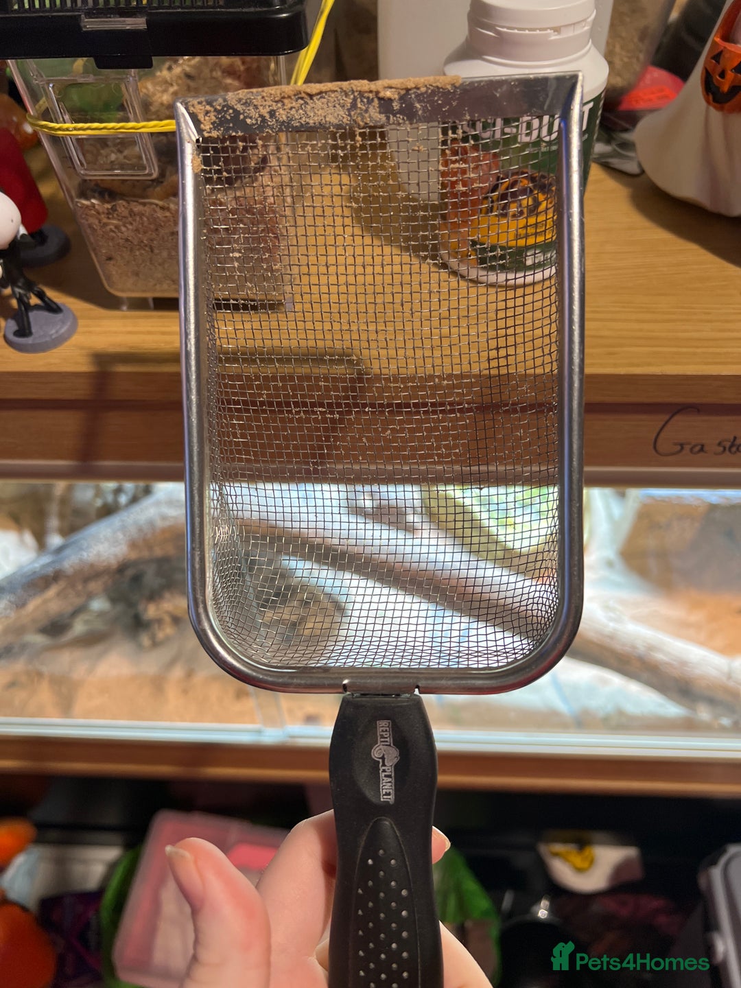 Bearded Dragon reptiles for sale: Bearded dragons for sale  - Advert 5