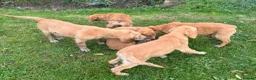 Golden Retriever dogs for sale: Beautiful KC dark gold healthy boys - Advert 22