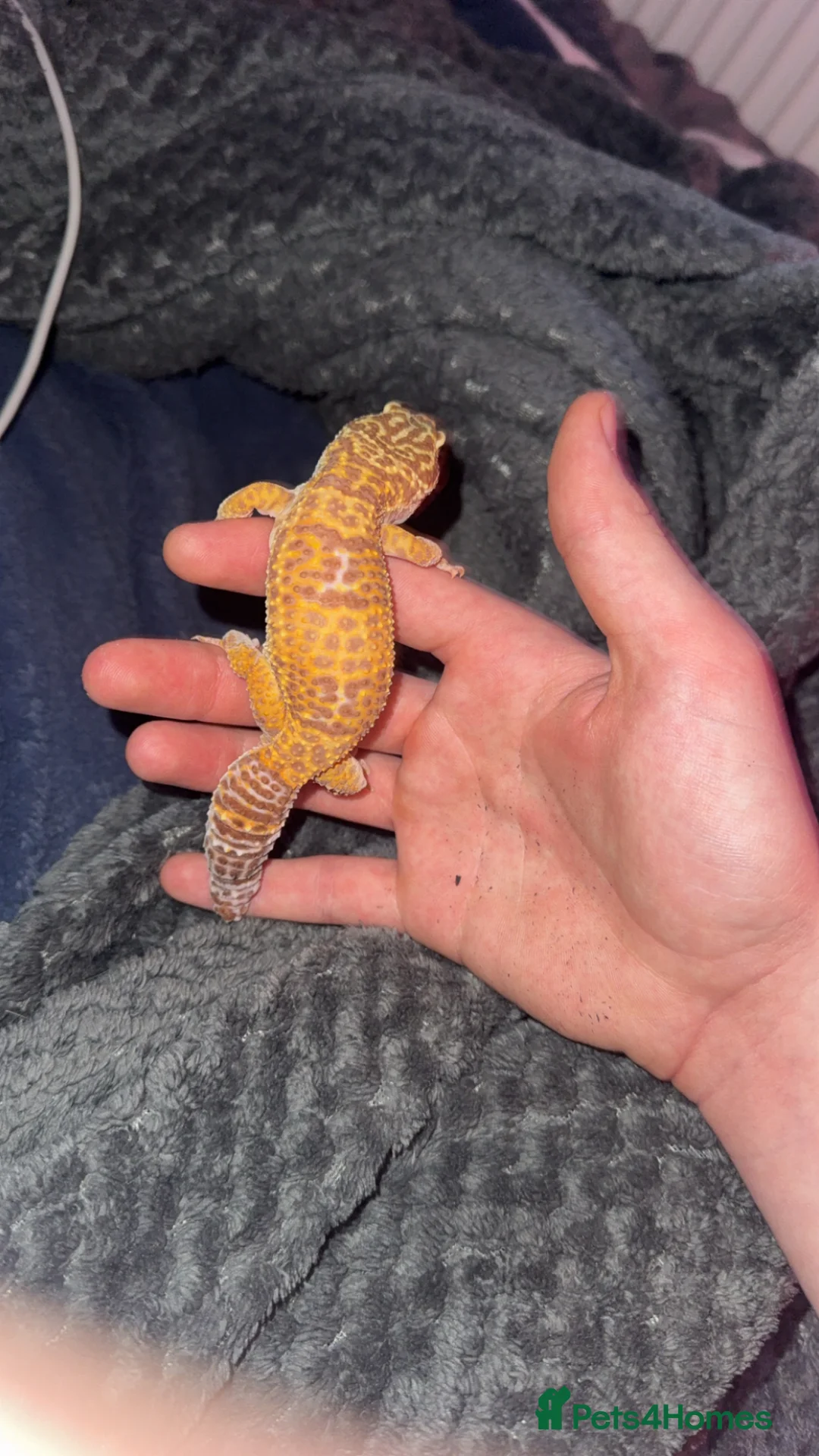 Leopard Gecko reptiles for sale: Female leopard gecko  - Advert 1