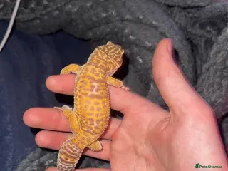 Leopard Gecko reptiles Female leopard gecko - Advert 1