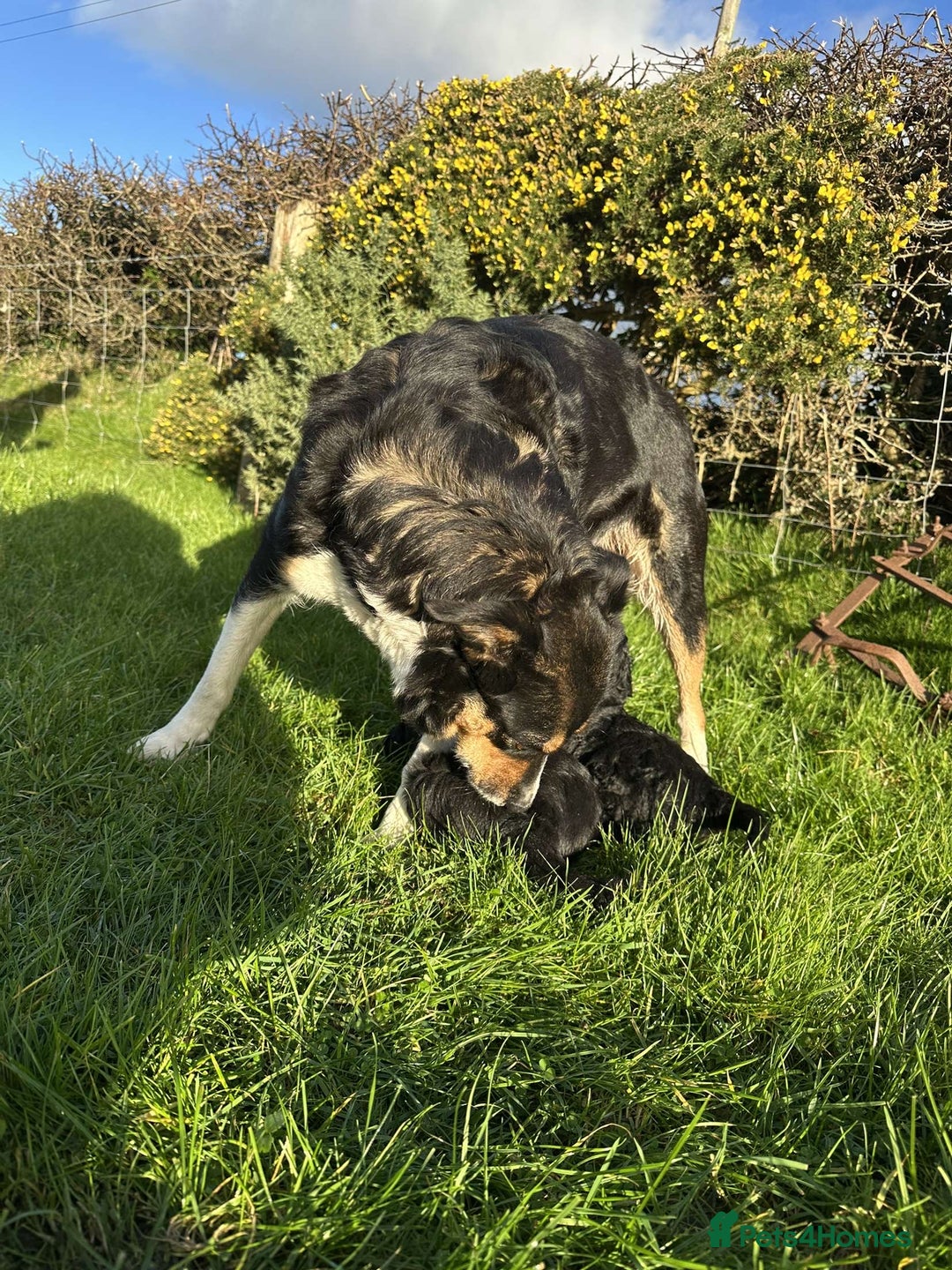 Bordoodle dogs for sale: Superb Litter of Farm-Raised Bordoodles - Advert 10