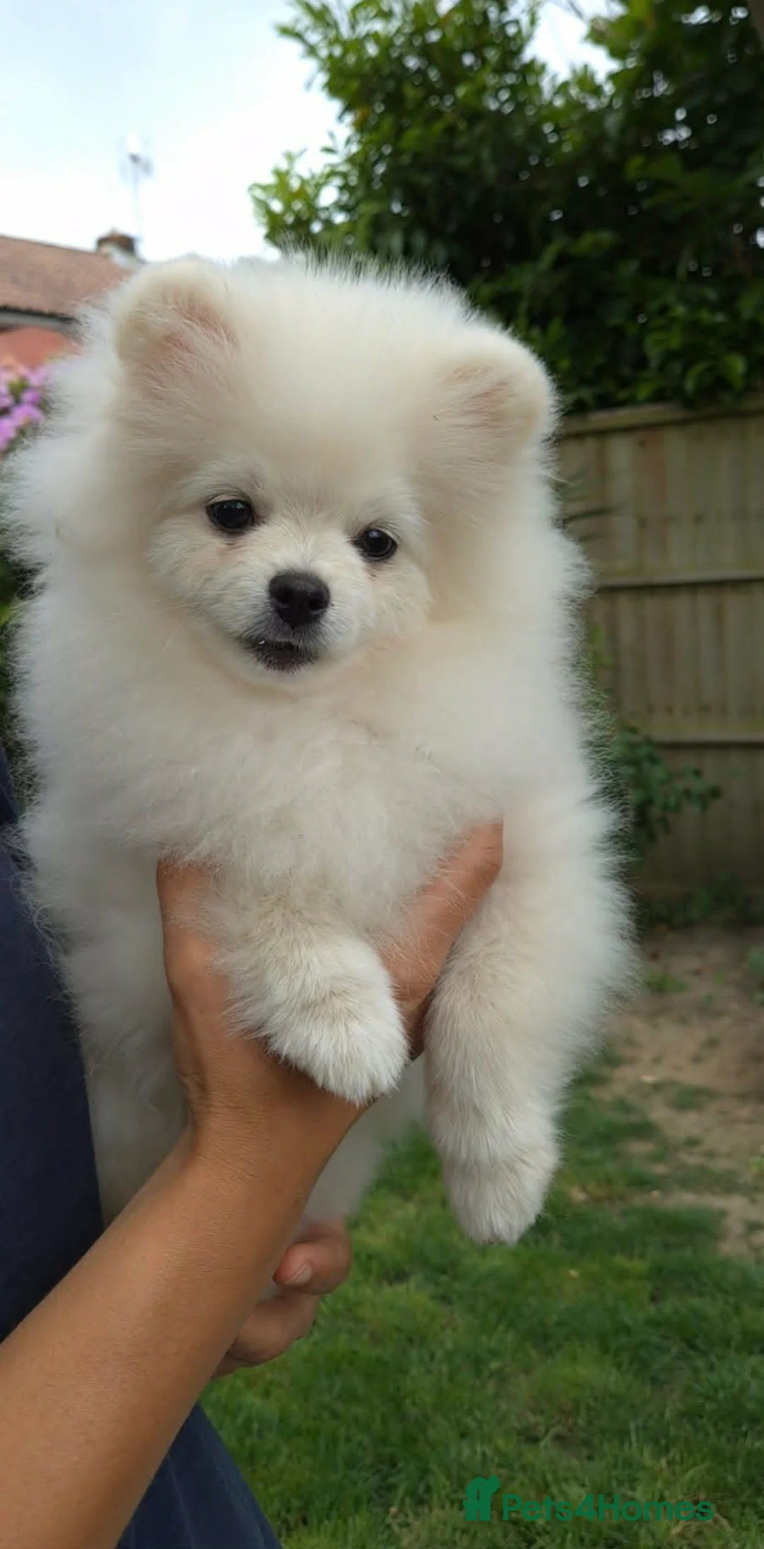 Pomeranian dogs for sale: Quality Chunky Teddy Bear Type Pomeranian Boy - Advert 2