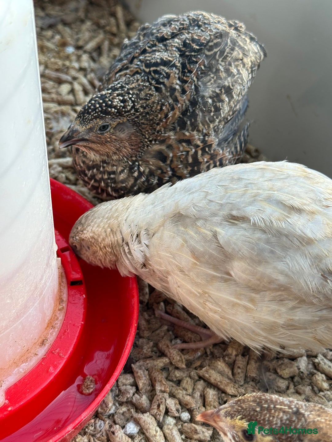 Quail poultry for sale: 4 1/2 week old mix of coturnix quails - Image 3