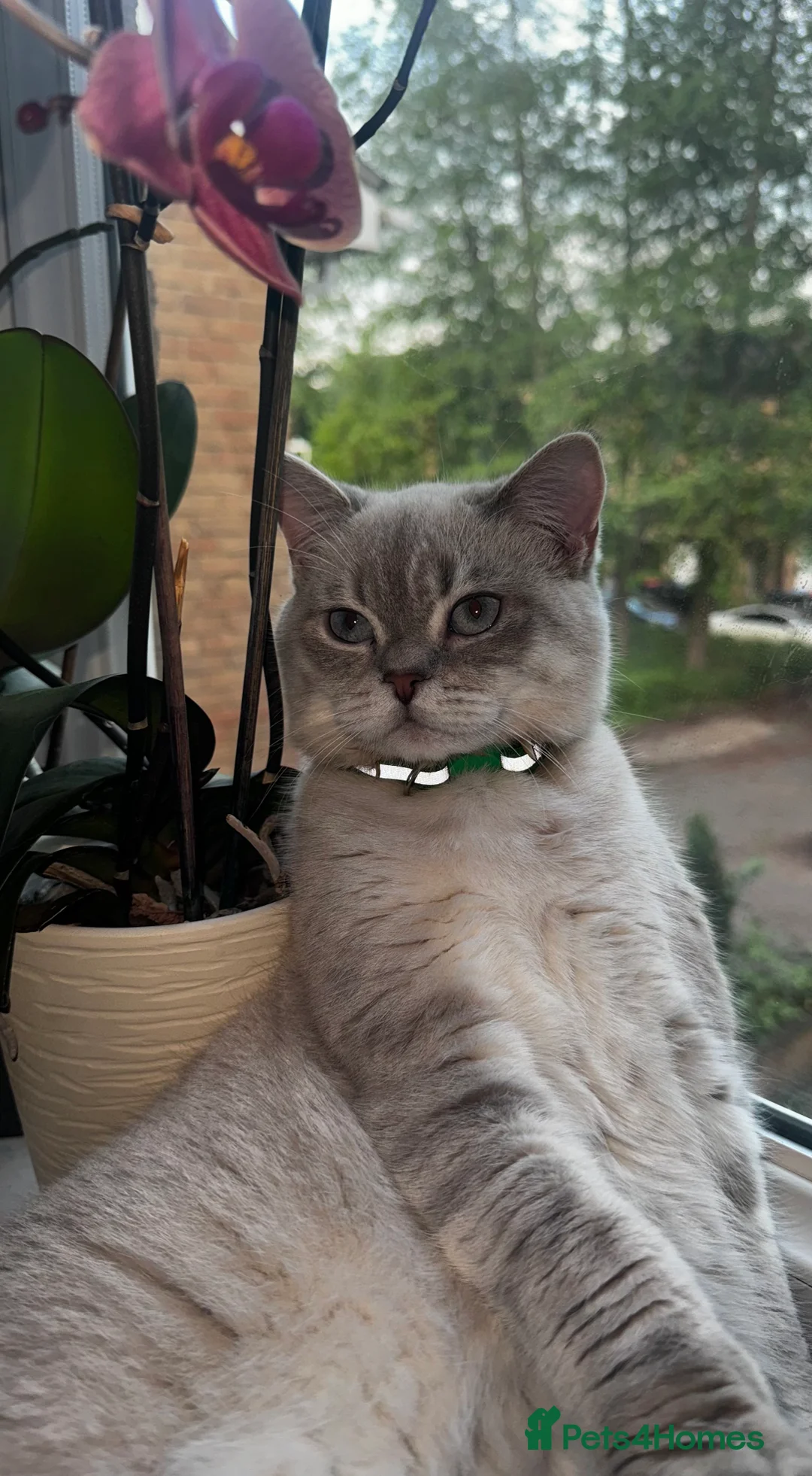 Scottish Fold cats for stud: Lovely Scottish Straight boy for stud in Milton Keynes - Advert 10