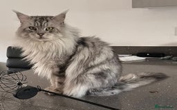 Maine Coon cats for sale: Beautiful boy re available  - Image 5